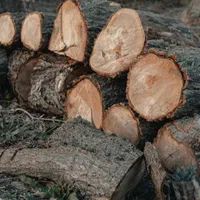 خریدچوب درخت ودرخت ایستاده