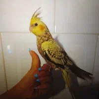 یه جفت عروس هلندی نر و ماده