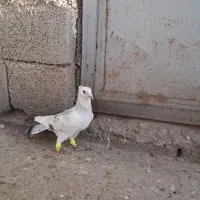 ساعت پلنگ کفتری