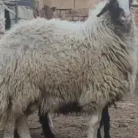 سلام بره نر یک عددکیلوی ۶۵۰ بدون چربی ودمبه وطنی