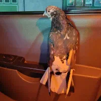 کفتر سرور نر