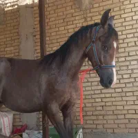 کره اسب نریان چابک و سرحال برای فروش|اسب و تجهیزات اسب‌سواری|شوش, |دیوار