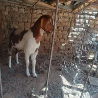 بزماده