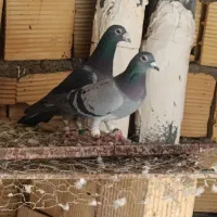 کفتر پلاکی|پرنده|شیراز, کوشک میدان|دیوار