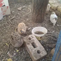 فروش بلدرچین