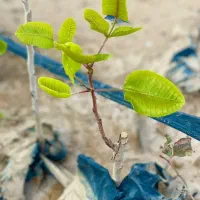 نهال پسته گلدانی آمریکایی|خدمات باغبانی و درختکاری|کرمان, |دیوار