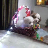 5 عدد توله اشپیتز 3 ماهه|سگ|رودهن, |دیوار