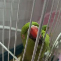 طوطی. ملنگو