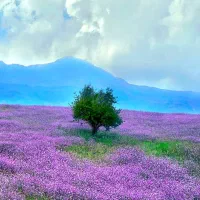 پرستار کودک