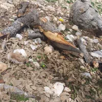 زغال درجه یک