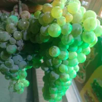 انگور شیره ای..چریکنک روستای علیشار