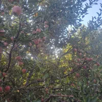 کارگر جهت چیدن سیب شهر مراغه ۱۰ الی ۱۶ نفر