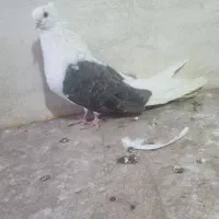 فروش کفتر|حیوانات|تبریز, |دیوار