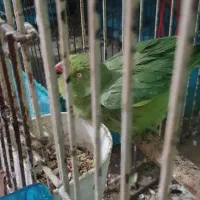 پرنده برافروش|پرنده|خرمشهر, |دیوار