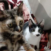 گربه لوس و اهلی