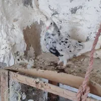 کبوتر رنگی    عقیلی|پرنده|گتوند, |دیوار