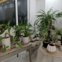 انواع گل|گل و گیاه طبیعی|نیشابور, شهرک ولیعصر|دیوار