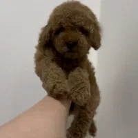 توی پودل عروسکی فرفری