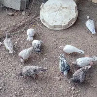 کبوتر|پرنده|محمدیه-قزوین, |دیوار