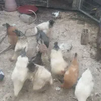 خروس برهما اصل