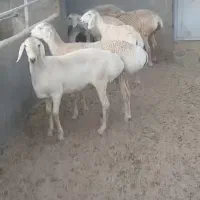 بره چینی قندوزی