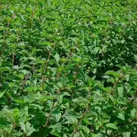 نعناع فلفلی تازه جهت ع *رق گیری