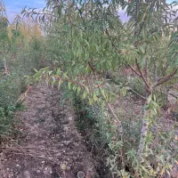 نهال و نهالستان تک نهال|خدمات باغبانی و درختکاری|چناران, |دیوار