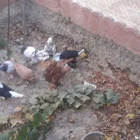 فروش یک لانه کبوتر|پرنده|تبریز, |دیوار