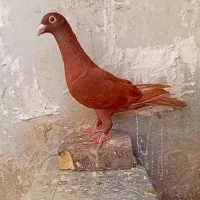 کفتر خ ر ی د ا م