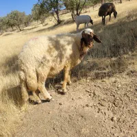 قوچ سنجابی ۳ شیره اصیل|حیوانات مزرعه|خرمآباد, |دیوار