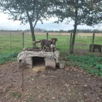 سگ  نگهبانی بگیر|سگ|صومعه‌سرا, |دیوار