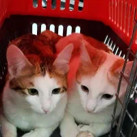 واگذاری گربه با شرایط