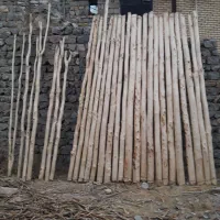 چنار ۴متری