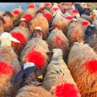گوسفند زنده / درسراسر تهران غرب شرق شمال  جنوب