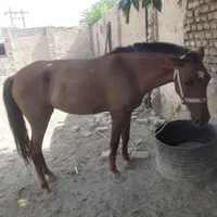 اسب|اسب و تجهیزات اسب‌سواری|گنبد کاووس, |دیوار