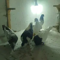 دو عدد کفتر