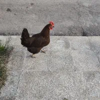 مرغ تخمگذار