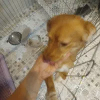 سگ اشپیترز تریر تربیت شده|سگ|خرمشهر, |دیوار