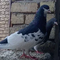 جفت خال سیاه