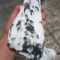 چهارعددکبوتر|پرنده|کامیاران, |دیوار