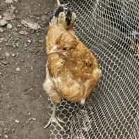 جوجه مرغ نژاد گلین|حیوانات مزرعه|بندر انزلی, تربه گوده|دیوار