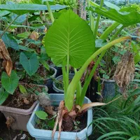 تعدادی گل بابا آدم و فیکوس|گل و گیاه طبیعی|آستانه اشرفیه, |دیوار