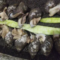 حلزون تخمگذاروتخم حلزون