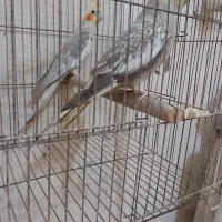 عروس هلندی جفت عروس هلندی 8 جفت مولد تخم گذاشتن|پرنده|رشت, استقامت ۱|دیوار