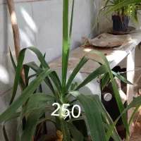 انواع گل بزرگ کوچیک|گل و گیاه طبیعی|کاشمر, |دیوار