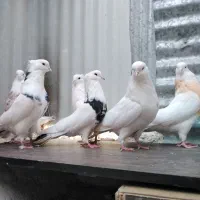 کبوتر نقابی|پرنده|هرسین, |دیوار