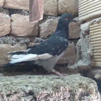 کبوتر وکفتر|پرنده|قم, نوبهار|دیوار