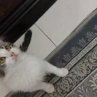 بچه گربه ایرانی|گربه|بومهن, |دیوار