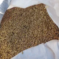 جو بذری وحیوانی