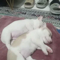 واگذاری توله پاکوتاه نژاد دارمعاوضه باپرنده|سگ|مشهد, کشف|دیوار